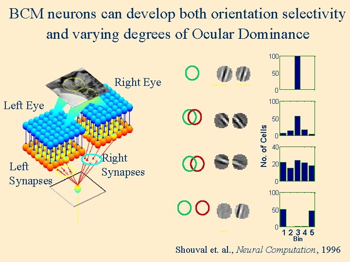 BCM neurons can develop both orientation selectivity and varying degrees of Ocular Dominance 100