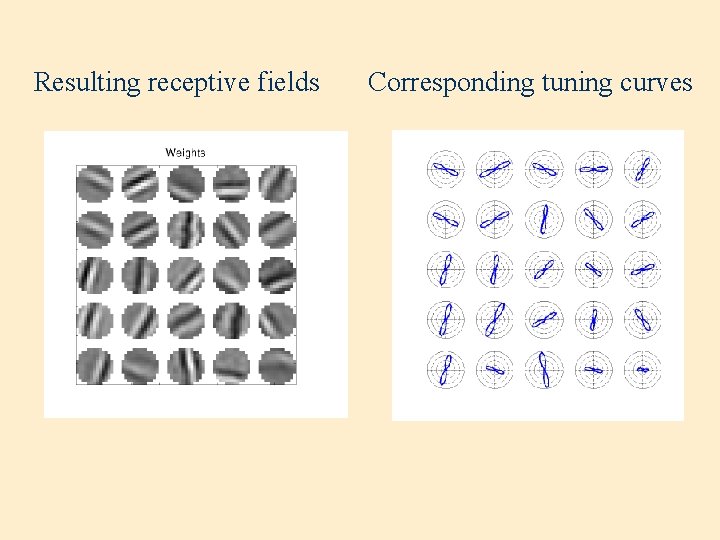 Resulting receptive fields Corresponding tuning curves 