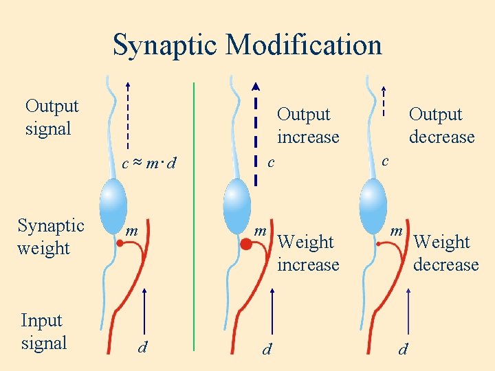 Synaptic Modification Output signal Output increase c » m×d Synaptic weight Input signal m