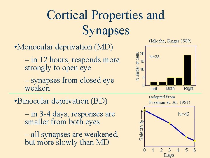 Cortical Properties and Synapses (Mioche, Singer 1989) – in 12 hours, responds more strongly
