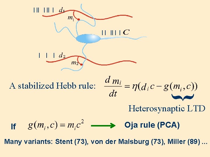 | || | | | { A stabilized Hebb rule: Heterosynaptic LTD If Oja