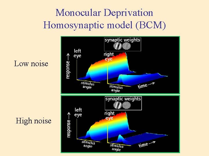 Monocular Deprivation Homosynaptic model (BCM) Low noise High noise 