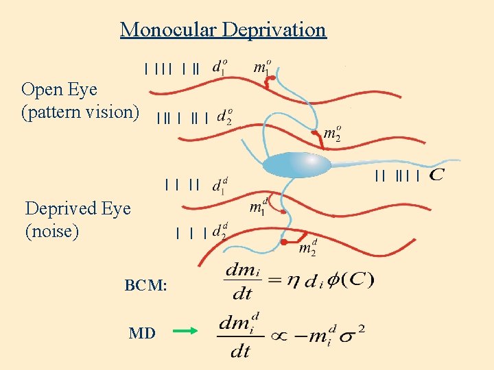 Monocular Deprivation | | || Open Eye (pattern vision) | || Deprived Eye (noise)