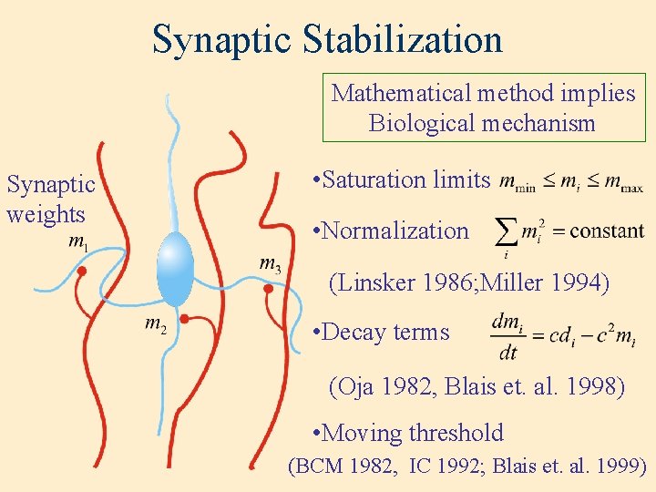 Synaptic Stabilization Mathematical method implies Biological mechanism Synaptic weights • Saturation limits • Normalization