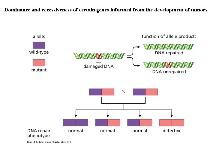 Dominance and recessiveness of certain genes informed from the development of tumors 
