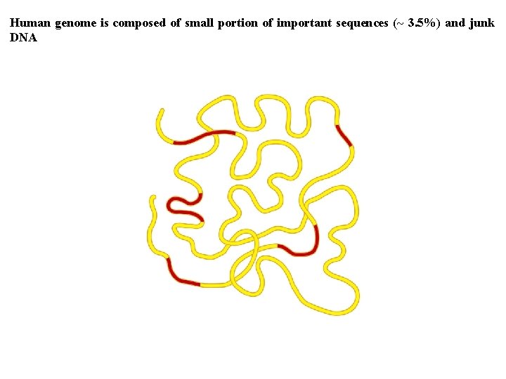 Human genome is composed of small portion of important sequences (~ 3. 5%) and