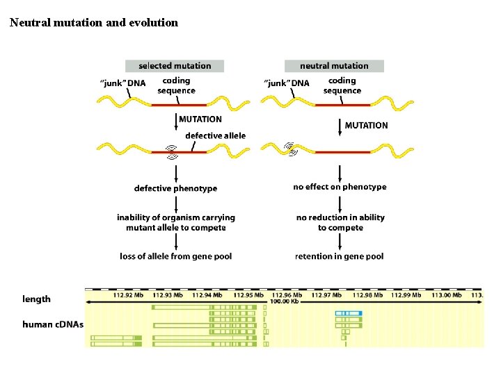 Neutral mutation and evolution 