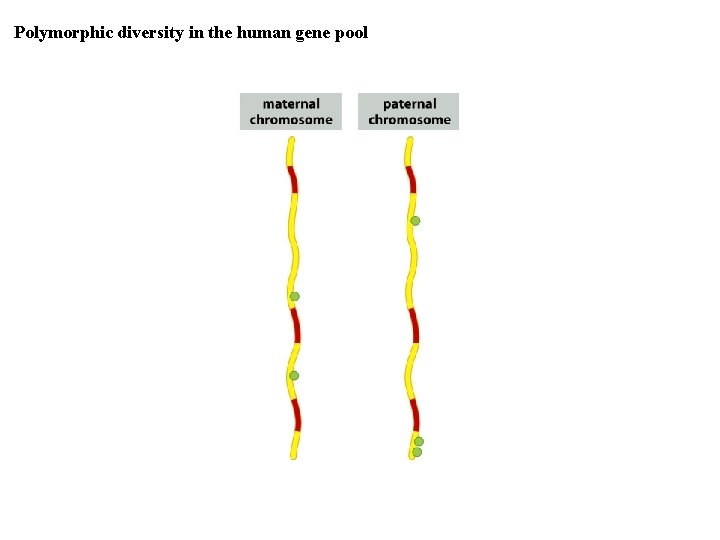 Polymorphic diversity in the human gene pool 