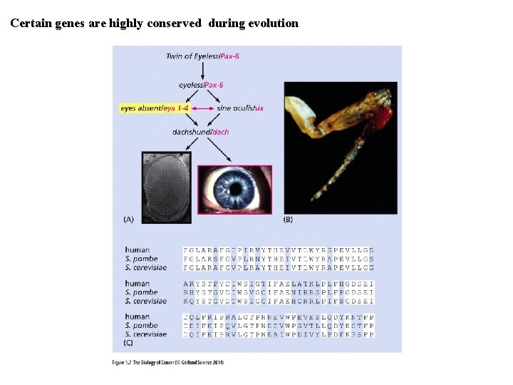 Certain genes are highly conserved during evolution 