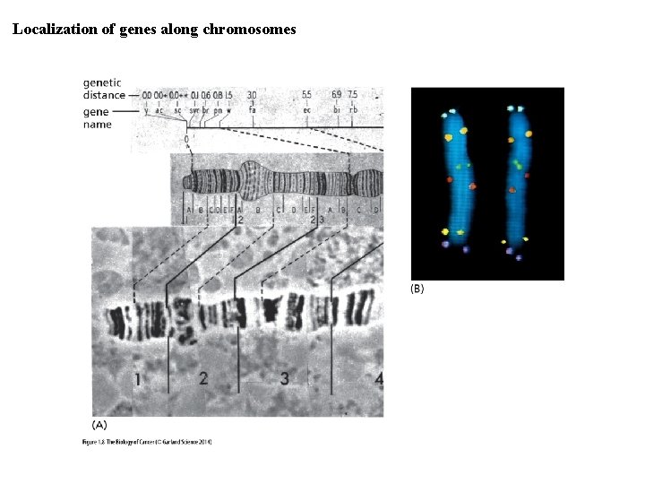 Localization of genes along chromosomes 