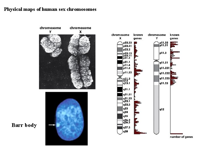 Physical maps of human sex chromosomes Barr body 