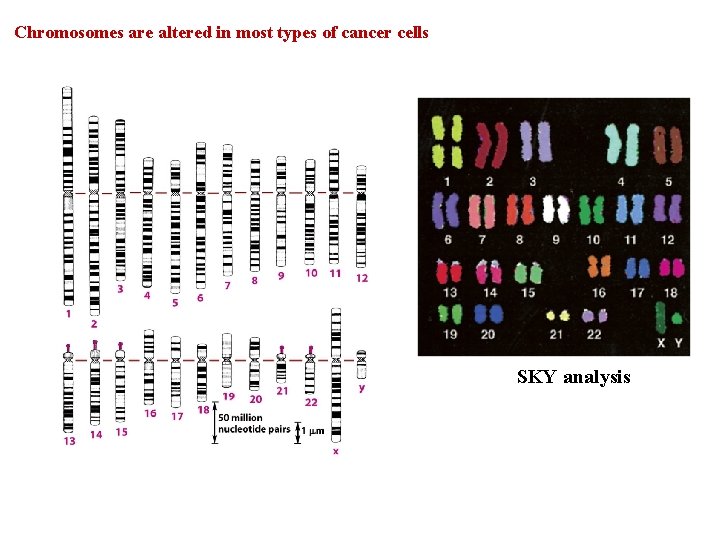 Chromosomes are altered in most types of cancer cells SKY analysis 