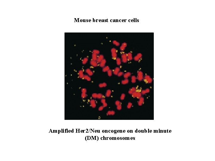 Mouse breast cancer cells Amplified Her 2/Neu oncogene on double minute (DM) chromosomes 