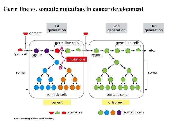 Germ line vs. somatic mutations in cancer development 