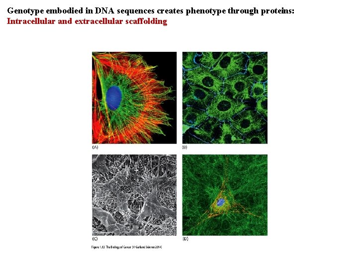 Genotype embodied in DNA sequences creates phenotype through proteins: Intracellular and extracellular scaffolding 