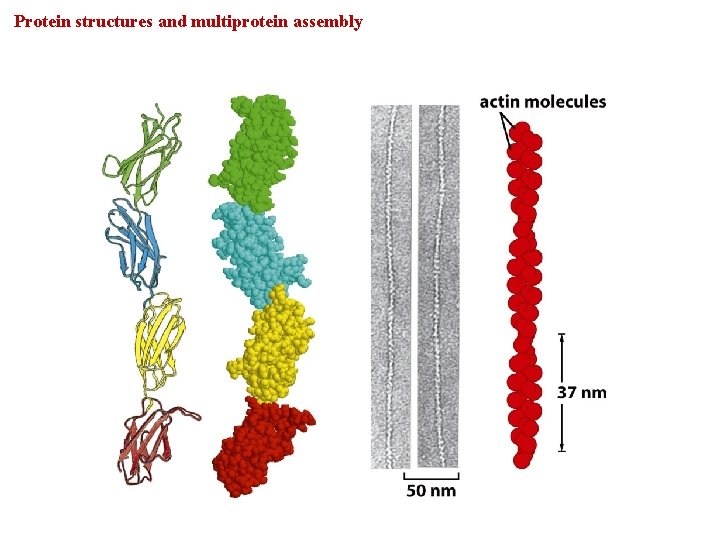 Protein structures and multiprotein assembly 
