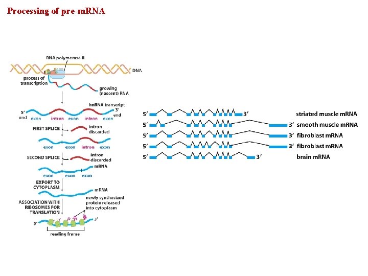 Processing of pre-m. RNA 
