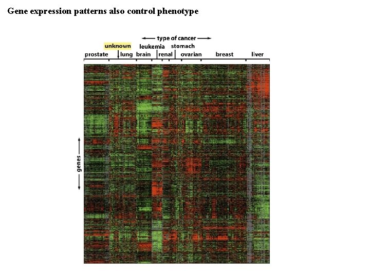 Gene expression patterns also control phenotype 
