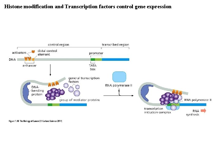 Histone modification and Transcription factors control gene expression 