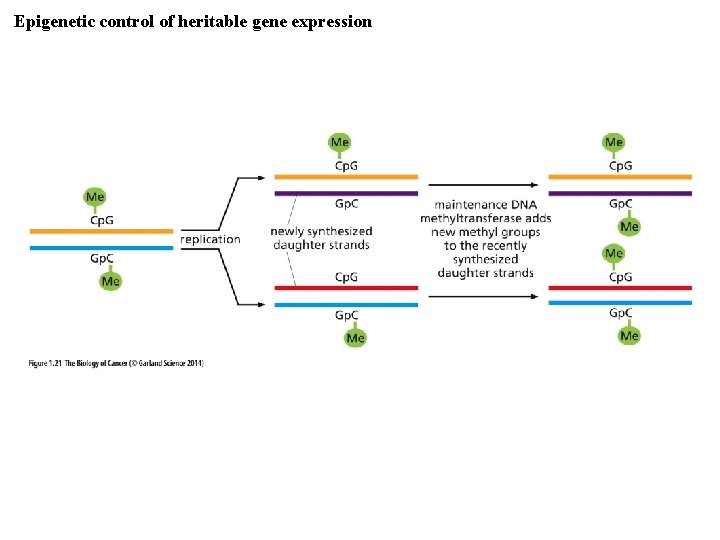 Epigenetic control of heritable gene expression 