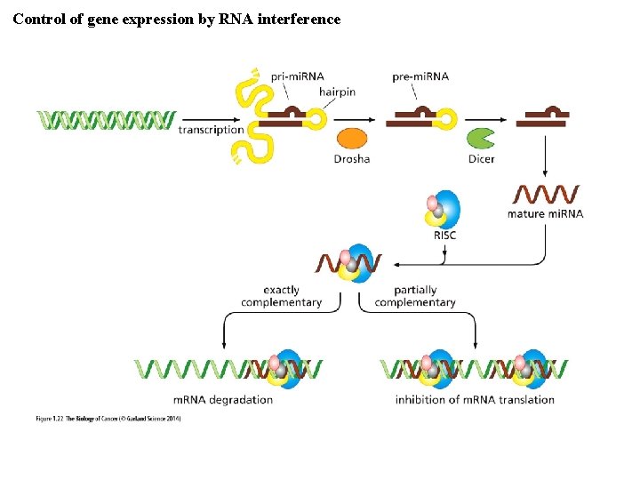 Control of gene expression by RNA interference 