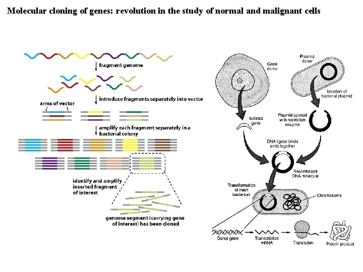 Molecular cloning of genes: revolution in the study of normal and malignant cells 