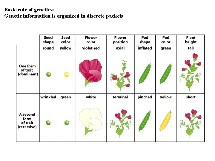 Basic rule of genetics: Genetic information is organized in discrete packets 