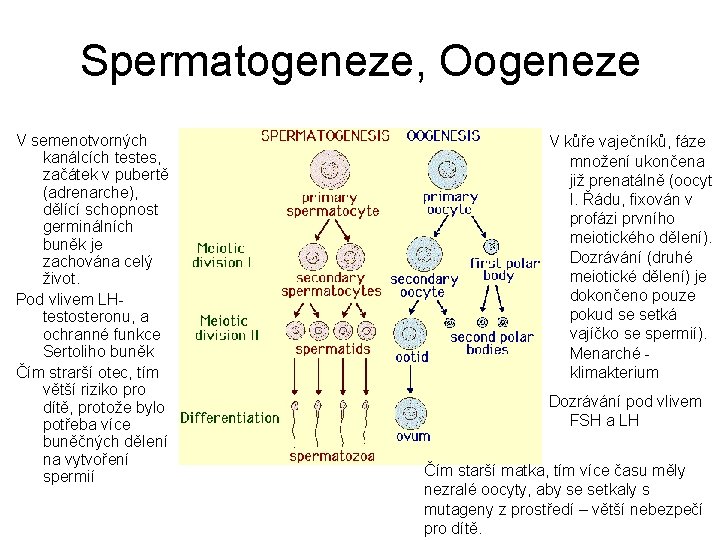 Spermatogeneze, Oogeneze V semenotvorných kanálcích testes, začátek v pubertě (adrenarche), dělící schopnost germinálních buněk