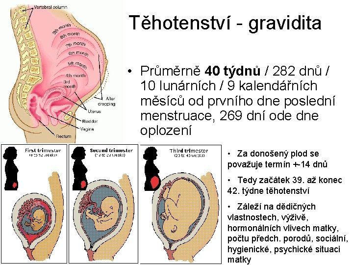 Těhotenství - gravidita • Průměrně 40 týdnů / 282 dnů / 10 lunárních /