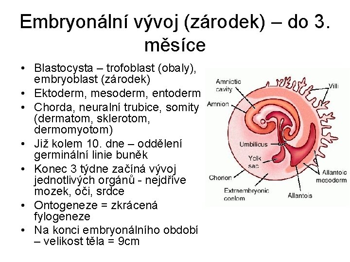 Embryonální vývoj (zárodek) – do 3. měsíce • Blastocysta – trofoblast (obaly), embryoblast (zárodek)