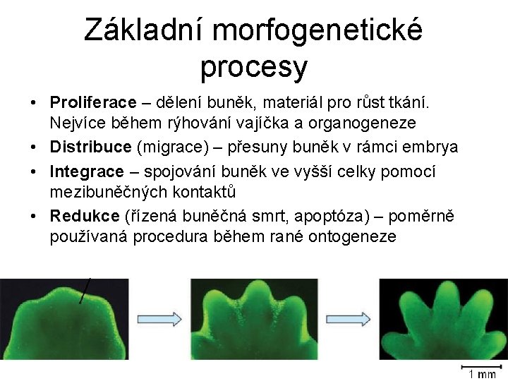 Základní morfogenetické procesy • Proliferace – dělení buněk, materiál pro růst tkání. Nejvíce během