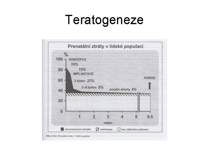 Teratogeneze 