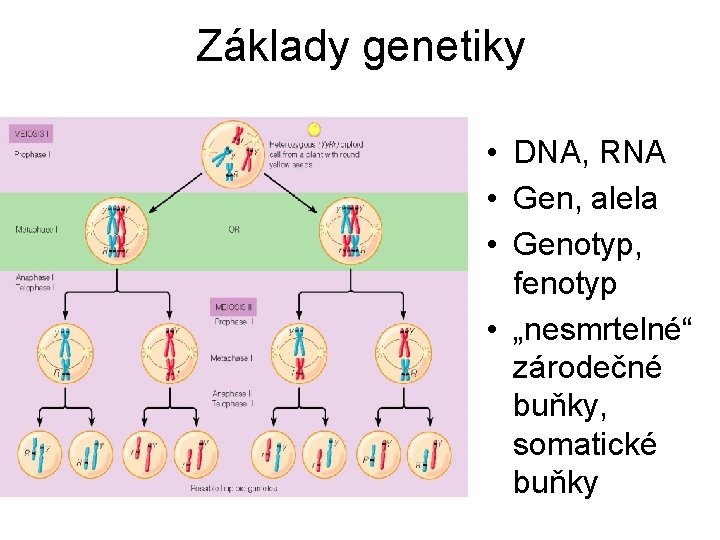 Základy genetiky • DNA, RNA • Gen, alela • Genotyp, fenotyp • „nesmrtelné“ zárodečné