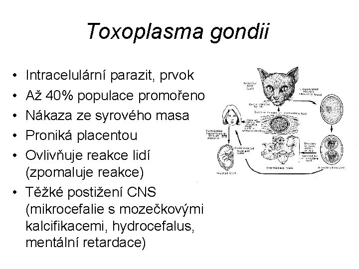 Toxoplasma gondii • • • Intracelulární parazit, prvok Až 40% populace promořeno Nákaza ze