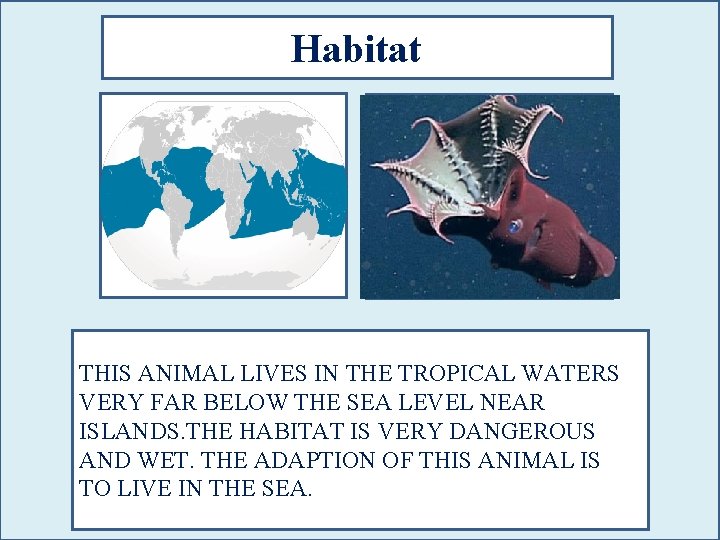 Habitat THIS ANIMAL LIVES IN THE TROPICAL WATERS VERY FAR BELOW THE SEA LEVEL
