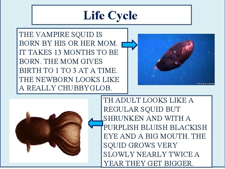 Life Cycle THE VAMPIRE SQUID IS BORN BY HIS OR HER MOM. IT TAKES
