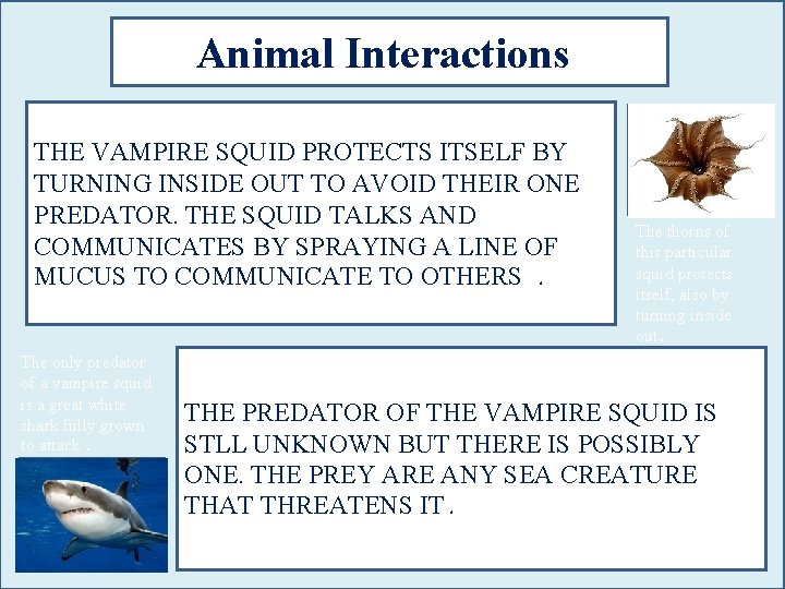 Animal Interactions THE VAMPIRE SQUID PROTECTS ITSELF BY TURNING INSIDE OUT TO AVOID THEIR