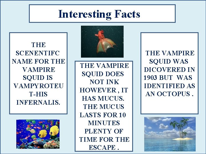 Interesting Facts THE SCENENTIFC NAME FOR THE VAMPIRE SQUID IS VAMPYROTEU T-HIS INFERNALIS. THE