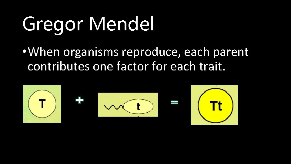 Gregor Mendel • When organisms reproduce, each parent contributes one factor for each trait.