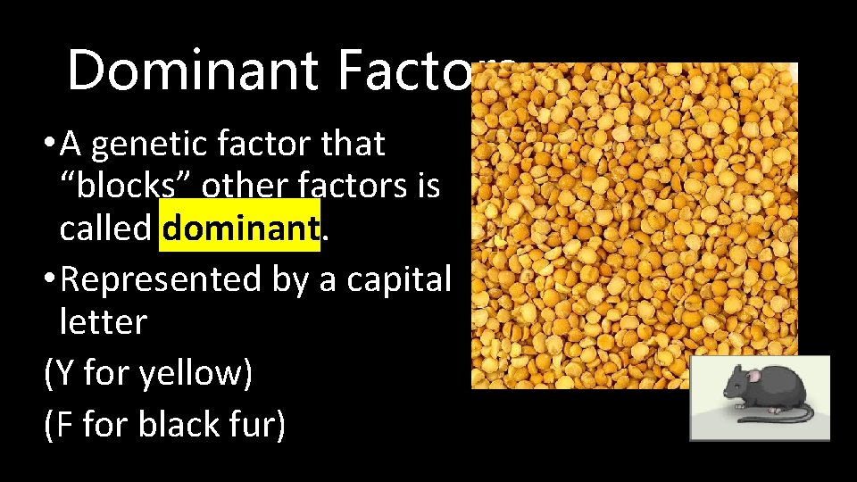 Dominant Factors • A genetic factor that “blocks” other factors is called dominant. •