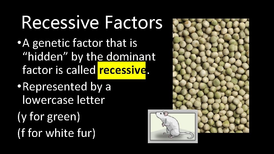 Recessive Factors • A genetic factor that is “hidden” by the dominant factor is