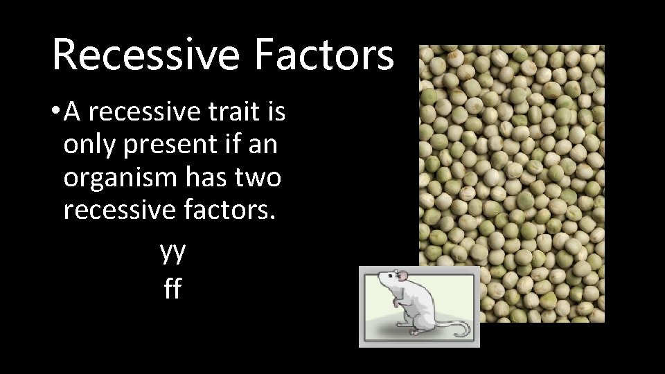 Recessive Factors • A recessive trait is only present if an organism has two