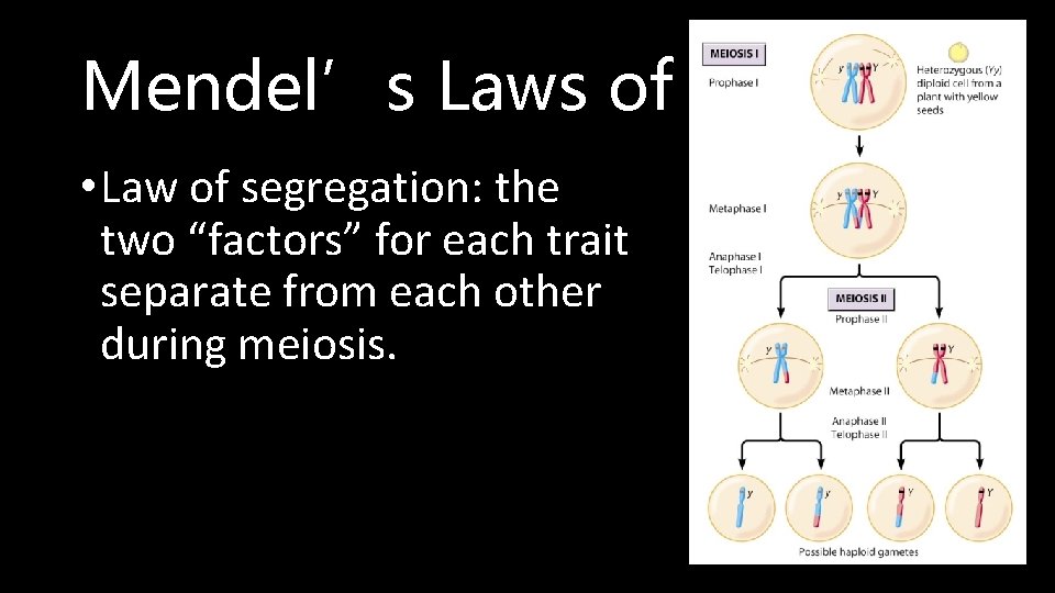 Mendel’s Laws of Heredity • Law of segregation: the two “factors” for each trait