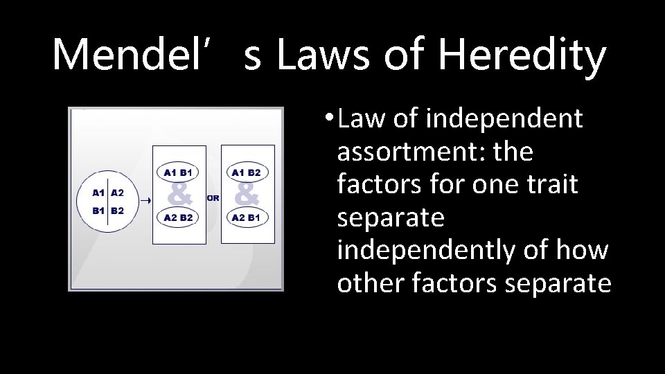 Mendel’s Laws of Heredity • Law of independent assortment: the factors for one trait
