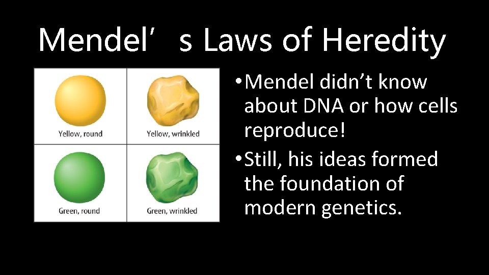 Mendel’s Laws of Heredity • Mendel didn’t know about DNA or how cells reproduce!