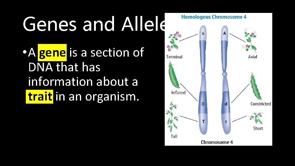Genes and Alleles • A gene is a section of DNA that has information