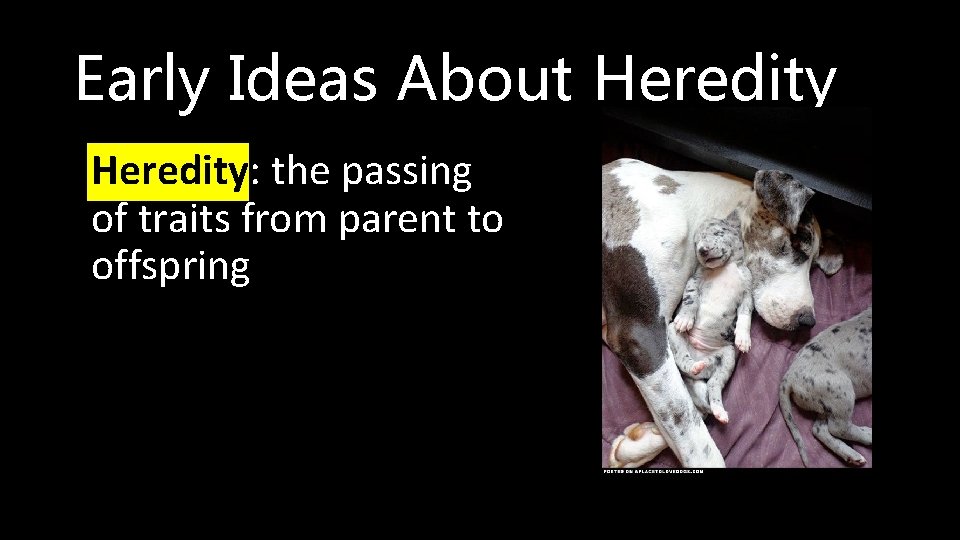 Early Ideas About Heredity • Heredity: the passing of traits from parent to offspring