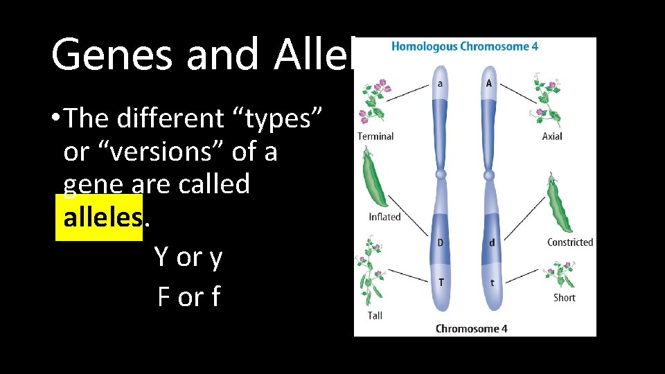 Genes and Alleles • The different “types” or “versions” of a gene are called