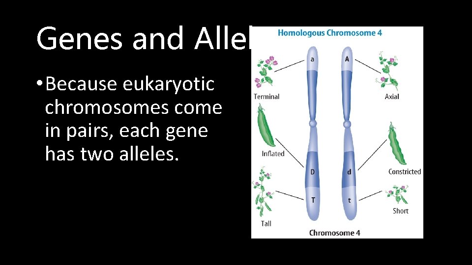 Genes and Alleles • Because eukaryotic chromosomes come in pairs, each gene has two