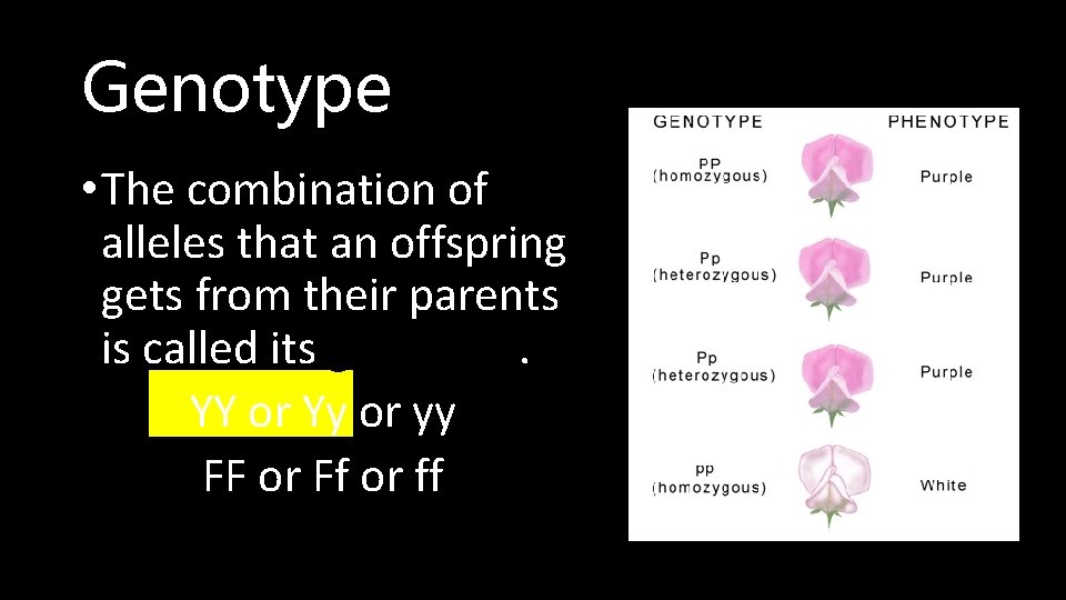 Genotype • The combination of alleles that an offspring gets from their parents is